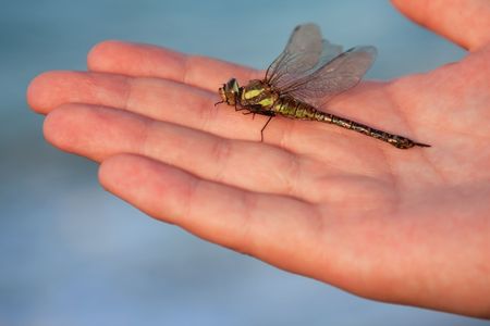 Hand holding a dead Migrant Hawkerの写真素材
