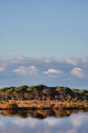 Strophylia forest reflecting in the water of Prokopos Lagoon in Greeceの写真素材