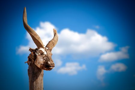 Rotten goat skill on a pole against blue skyの写真素材