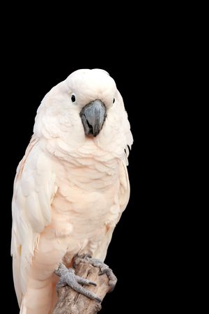 Portrait of a White Cockatoo isolated on black backgroundの写真素材