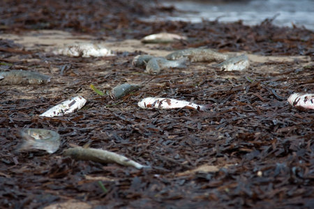 Freshly caught fish on the beach on a seaweed bed.の写真素材
