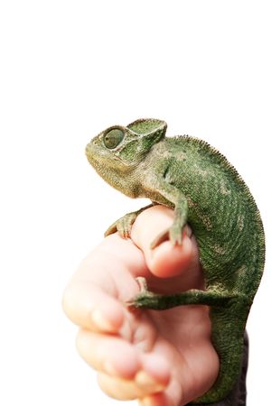 Green Cameleon sitting on a human hand isolated on whiteの写真素材