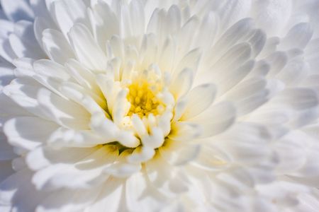 Macro image of a White Chrysanthemum in spring.の写真素材