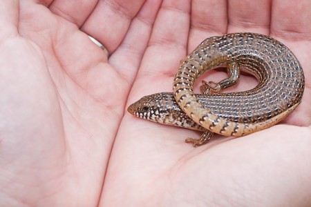 Hand holding an Ocellated Skink isolated on greenの写真素材