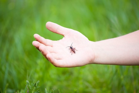 Human hand holding a bug against a green backgroundの写真素材