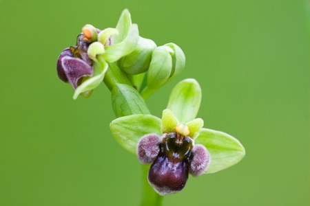 Bumblebee Orchid isolated on a green backgroundの写真素材
