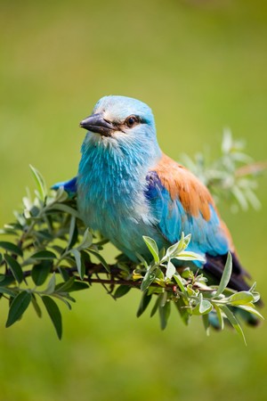 Portrait of an European Roller sitting on a branchの写真素材