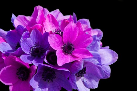 Purple and magenta anemones isolated on blackの写真素材
