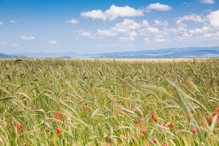 Field of grain in the countryside, Brasov County, Romania, June 2010の写真素材