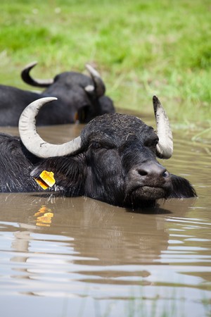 Buffalo resting in the water in a sunny summer day.の写真素材