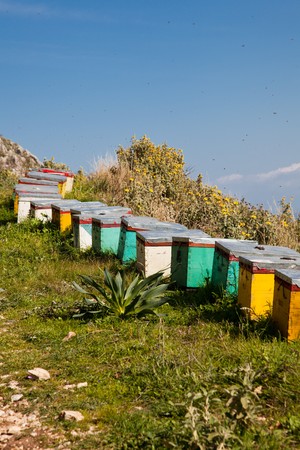 Row of beehives on a hill in summer.の写真素材