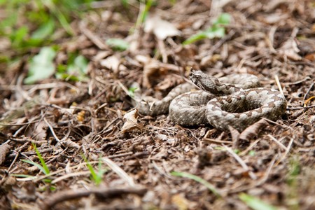 The Horned Viper ready for attack in the wild.の写真素材