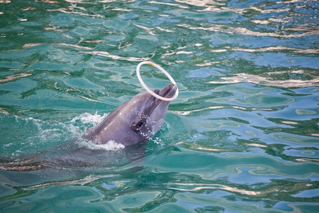 Dolphin at the dolphinarium doing tricks for audience.の写真素材