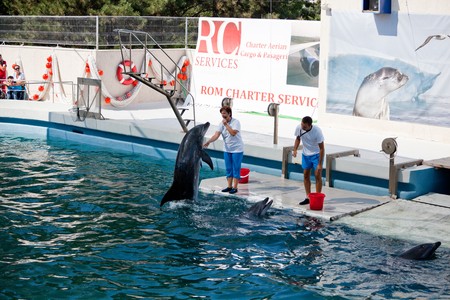 CONSTANTA, ROMANIA - AUGUST 26: Show at the Dolphinarium on August 26, 2010 in Constanta, Romania.のeditorial素材