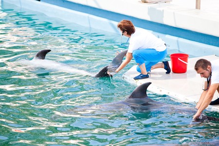 CONSTANTA, ROMANIA - AUGUST 26: Show at the Dolphinarium on August 26, 2010 in Constanta, Romania.のeditorial素材