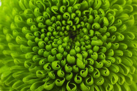 Extreme close up of a green flower of chrysanthemum.の写真素材