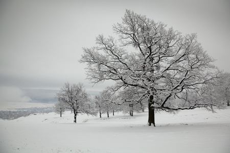 Oaks covered with snow in winter on a hill in the countryside, Romania.の写真素材