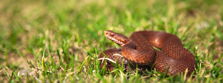 Panoramic view of Vipera berus (common European viper/adder) in the grass.の写真素材