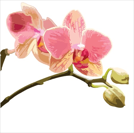 Vector illustration of a Phalaenopsis orchid on white background.のイラスト素材