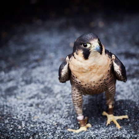 Falco peregrinus one the ground at Ailwee, Birds of Prey center, county Clare, Ireland.