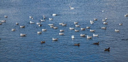 Gulls, swans and mallards in Galway harbour, county Galway, Ireland.の写真素材