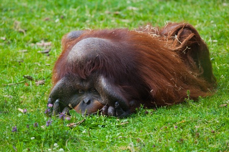 Bornean Orangutan male resting on the grass at Dublin zoo.の写真素材