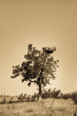 Big nest of a stork in a tree at Dunes Lake nature reserve, Romania.の写真素材