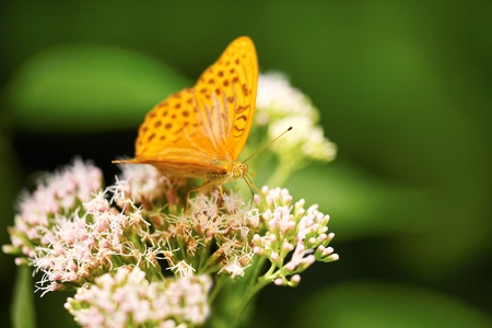 Male of Silver-washed Fritillary on flowers in summer.の写真素材