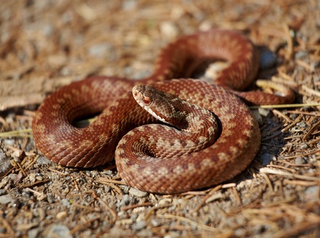 Close up of common european adder (Vipera berus) in summer.の写真素材