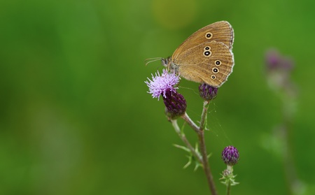 Ringlet (Aphantopus hyperantus) in summertime against a green background.の写真素材