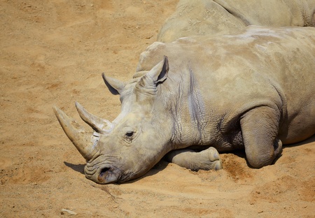 White Rhino (Ceratotherium simum) resting under the noon sun in summer. の写真素材