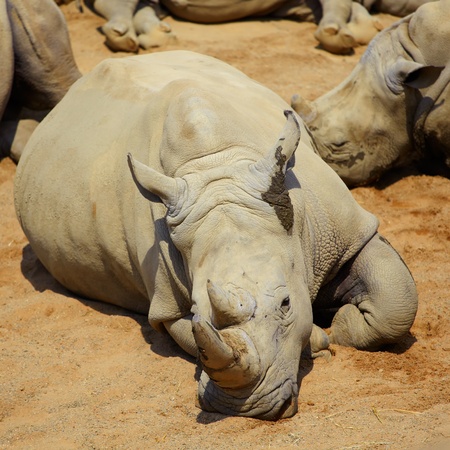 White Rhino (Ceratotherium simum) resting under the noon sun in summer. の写真素材