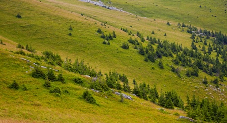 Pine trees limit at over 1600 meters altitude in Tarcu Mountains, Romania.の写真素材