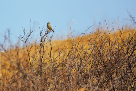 Cord bunting bird sitting on a branch in spring.の写真素材