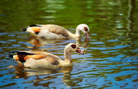 Pair of Egyptian Goose  Alopochen aegyptiacus  on a small lake in summer の写真素材