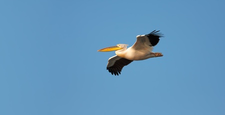 Great White Pelican  Pelecanus onocrotalus  flying against blue sky の写真素材