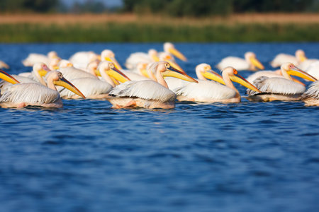 Great White Pelicans  Pelecanus onocrotalus  on a lake in Danube Delta during migration season, Romania の写真素材