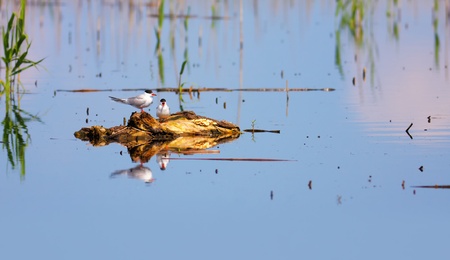 Pair of Sterna hirunda  Common tern  during breeding season in Danube Delta, Romania の写真素材