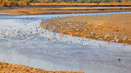 Seagulls in summertime on Buzau riverbank, Romania.