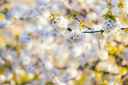 Cherry flowers in bloom in spring, on a sunny day.の写真素材