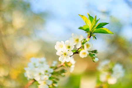 Cherry flowers in bloom in spring, on a sunny day.の写真素材