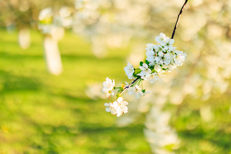 Cherry flowers in bloom in spring, on a sunny day.の写真素材