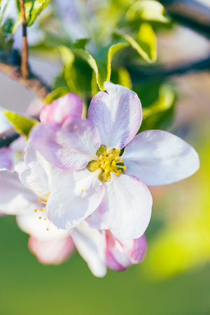Apple flowers in bloom in spring, on a sunny day.の写真素材