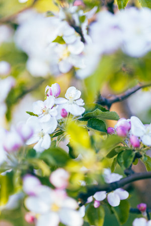 Apple flowers in bloom in spring, on a sunny day.の写真素材