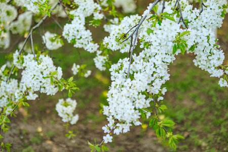 Cherry flowers in bloom in spring, on a sunny day.の写真素材