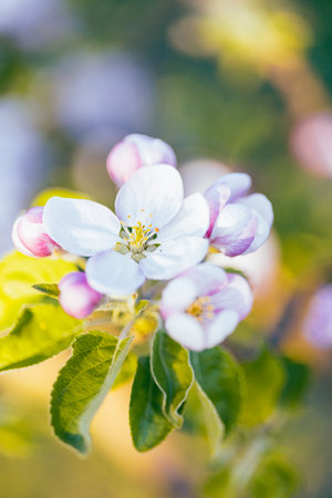 Apple flowers in bloom in spring, on a sunny day.の写真素材