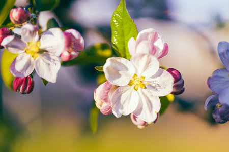 Apple flowers in bloom in spring, on a sunny day.の写真素材