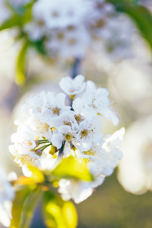Cherry flowers in bloom in spring, on a sunny day.の写真素材