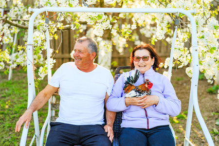 Middle aged couple, in real life environment,, laughing happily in the orchard, with the woman holding a rooster.の写真素材