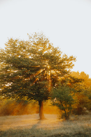 Vibrant autumn landscape at sunset on Bucium Hill, Iasi, Romania, with golden light filtering through branches and casting warmth over colorful fall foliage. Perfect for nature and landscape photography.の写真素材